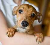 Kizo - 3 miesięczny, energiczny szczeniak do adopcji!