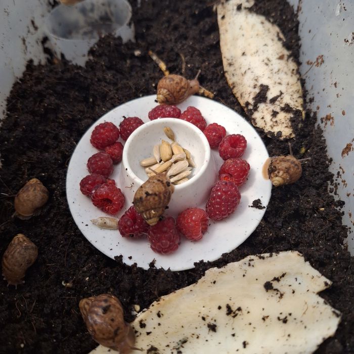 Ślimaki afrykanski Lissachatina immaculata immaculata