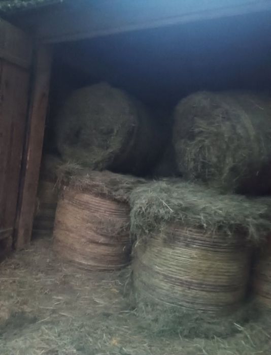 Siano 2025 – bele z nowej belarki, dobrze dobite!