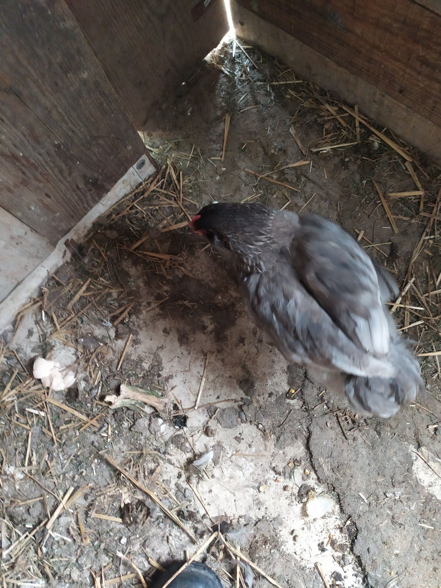 Sprzedam lub zamienię koguty miksy po araukanie