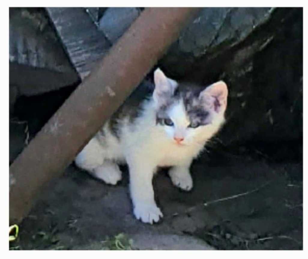 Kot koty kociaki kotek kotki