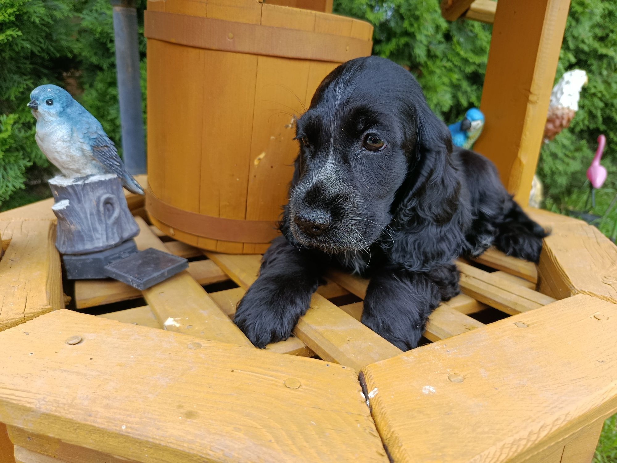 Cocker Spaniel angielski Piesek Rodowód witam posiadam