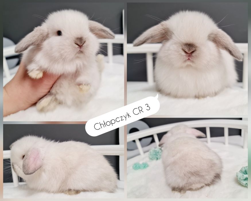 Mini lop królik króliczek miniaturka hodowla transport