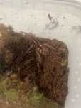 Hapalopus formosus