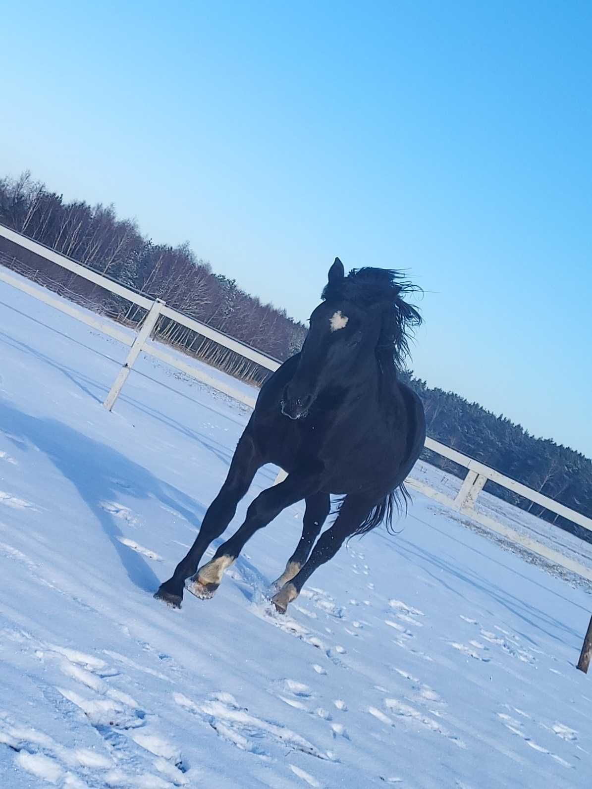 Piękny kary wysoki ogier