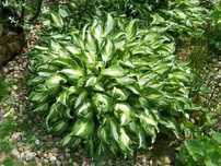 Funkia hosta falista
