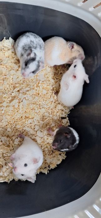 Chomiki syryjskie samce młode chomiki syryjski