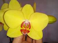 Підліток орхідеї Bright Summer