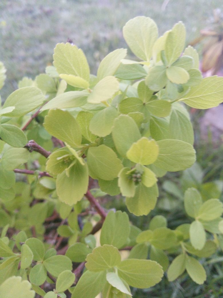 Twuła brzozolistna Tor Gold sadzonka