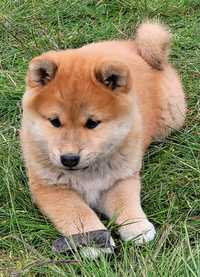 Shiba inu mocnej i wzorcowej budowy