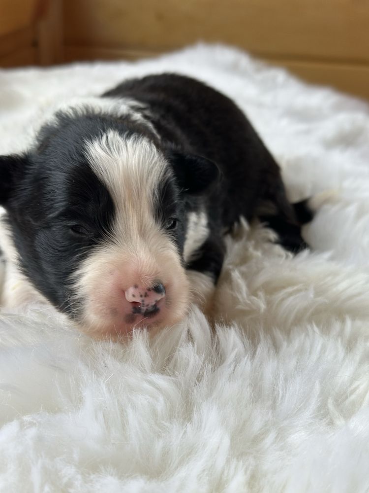 Śliczna suczka border collie ZKwP FCI po Grand Championie PL