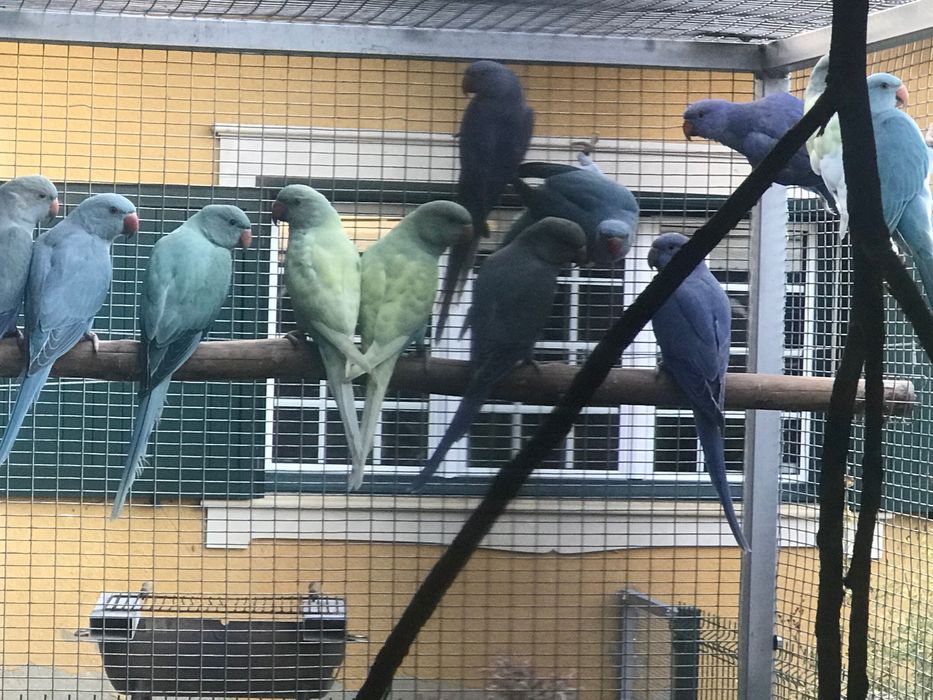 Ring neck de 2025. Várias mutações