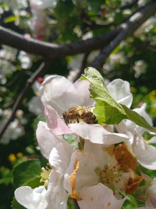 EKO Miód bez Hemii Warszawa