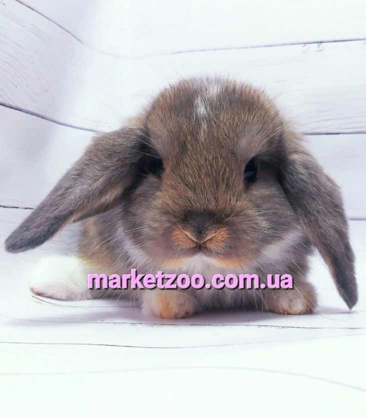 Мини мiнi  mini lop карликовые кролики вислоухий висловухий баранчик