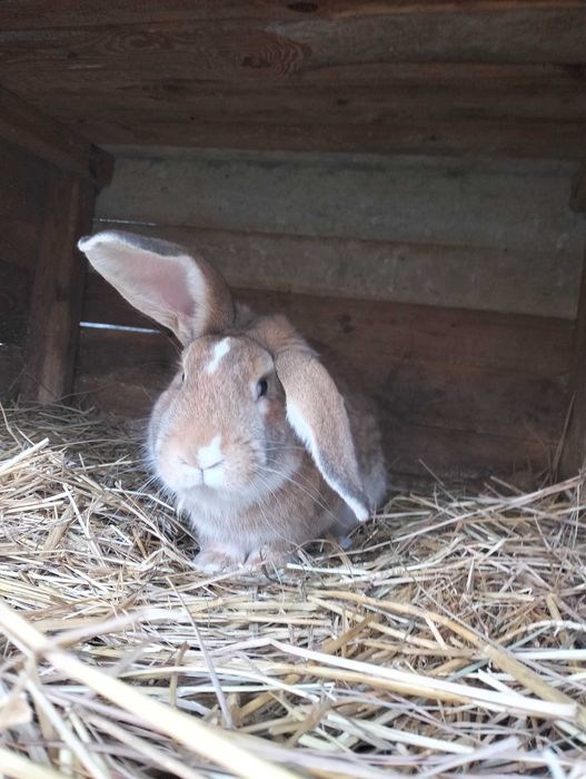 króliki  8 miesięczne samiec i samica