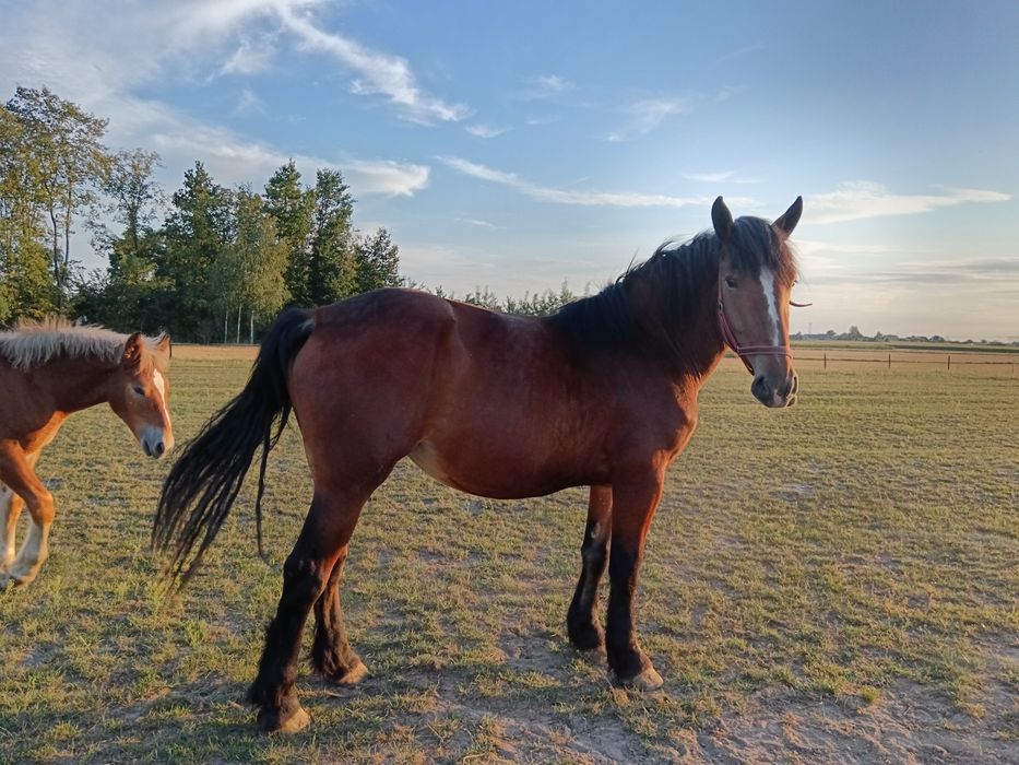 Sprzedam klacz zimnokrwistą