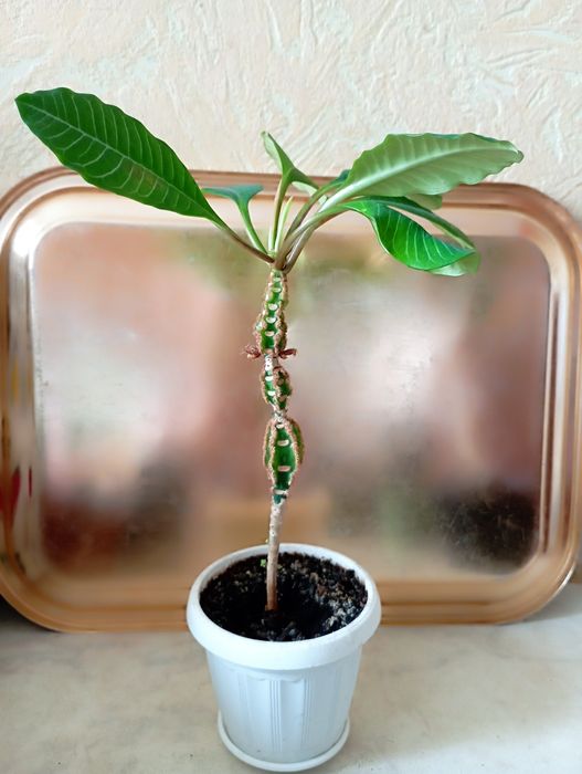 Хавортія, грошове дерево,  кактус, фікус, гібіскус,  молочай,