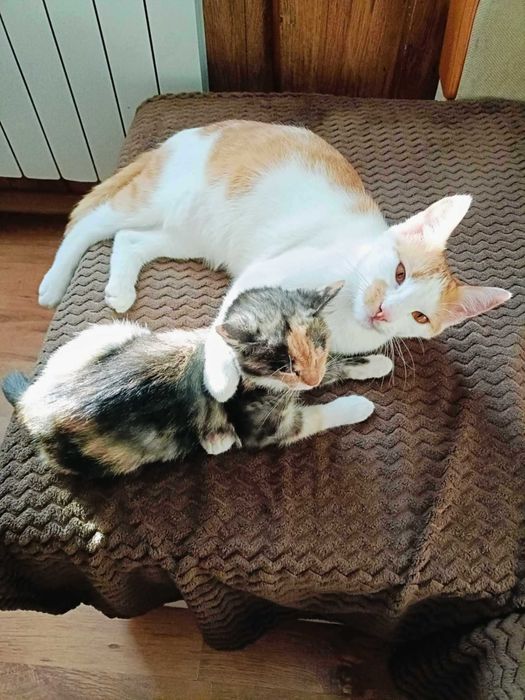 Charlie potrzebuje domku