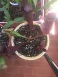 Planta Carnívora