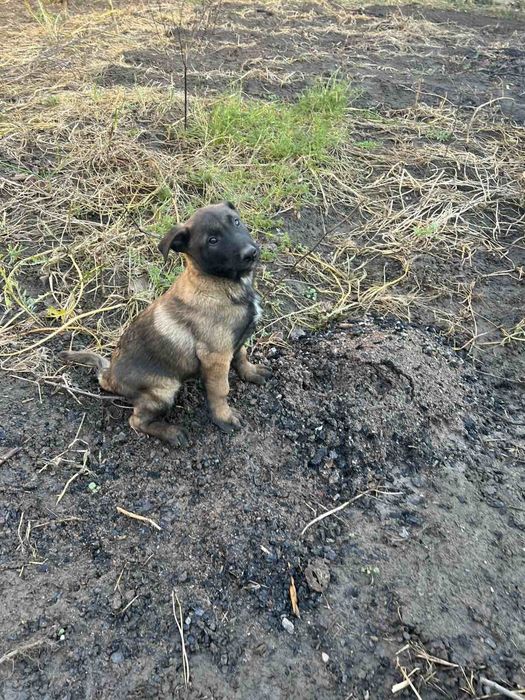 Щенята Бельгійської вівчарки, Малінуа