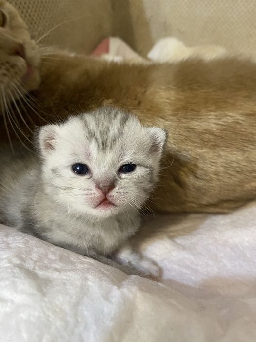 Шотланські кошенята