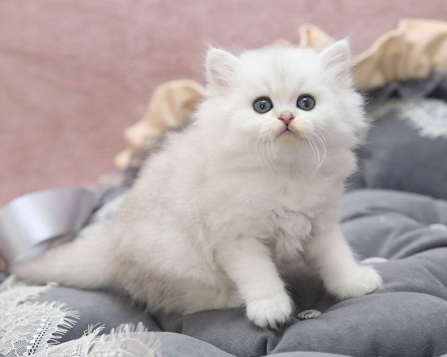 Шотландские котята в окрасе черная серебристая шиншилла