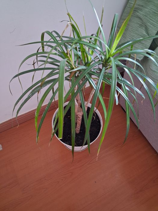 Planta verdejante, pouca água e luz.