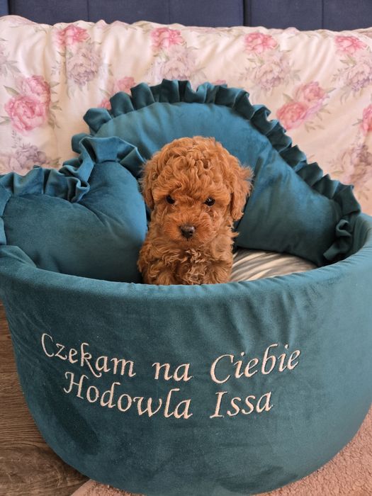 Pudel miniaturowy Toy Red Brown suczka Hodowla Issa