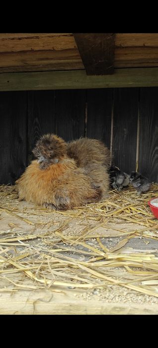 Parka silek jedwabistych