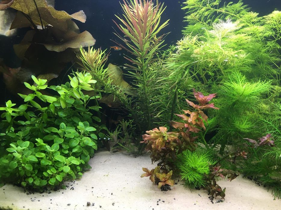 Rosliny akwariowe