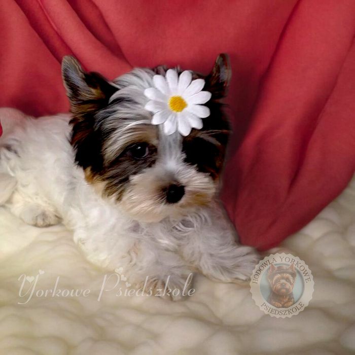 *Nie aktualne*Suczka mini xs Biewer Yorkshire Terrier