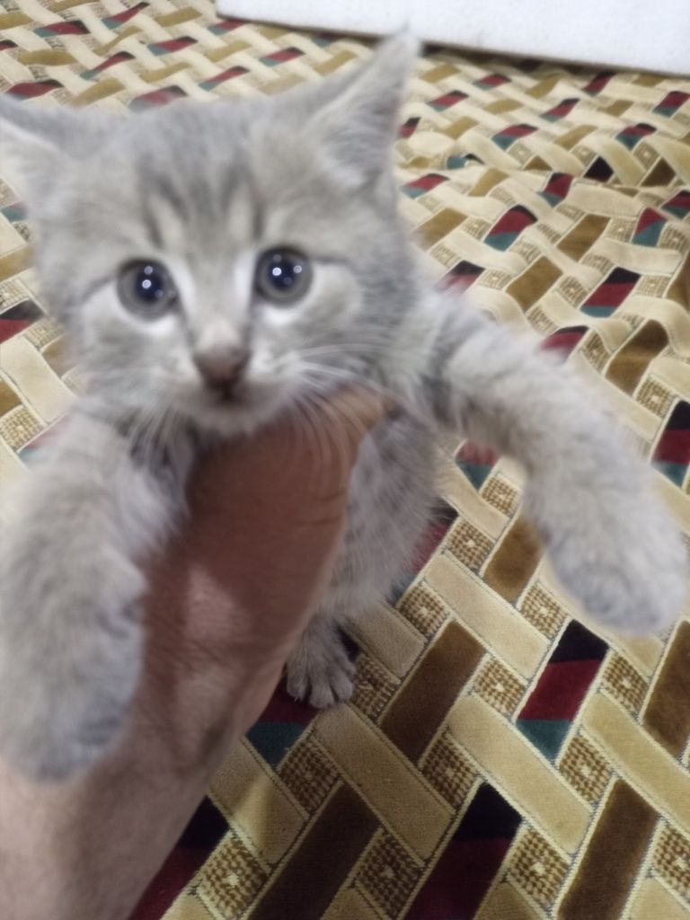 Отдам котенка мальчик серого цвета