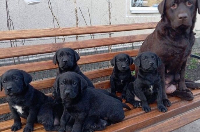 Подарунок дитині на свята цуценята розплідника Лабрадор Ретривер