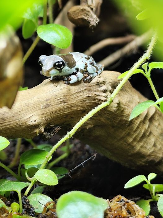 Rzekotka żabia mleczna Trachycephalus resinifictrix