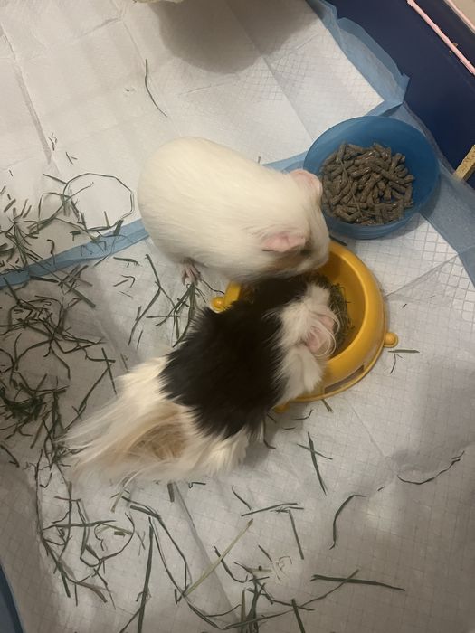 Swinki morskie samiczki