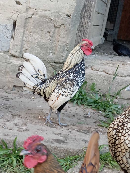 Kury i koguty sebrytki