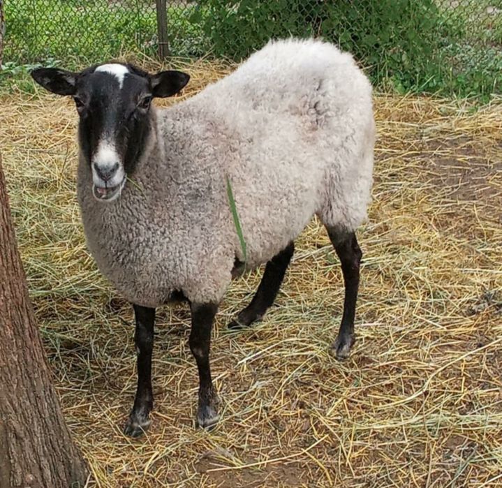 Продам ягничку  тильну два мисяця