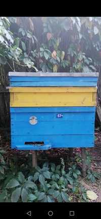 Пчёлы, пчелосемьи, улики, рамки
