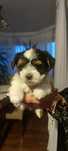 York biewer terrier