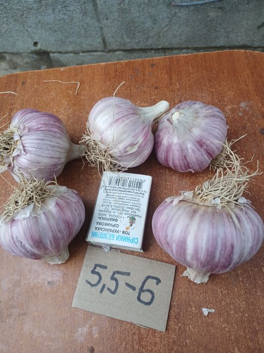 Часник озимий високоврожайний. 70 грн за кг