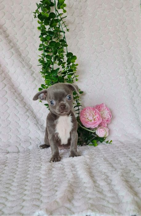 Estupenda menina lilac chihuahua/chiuaua de Qualidade