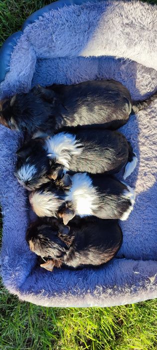 Yorkshire terrier suczka biewer