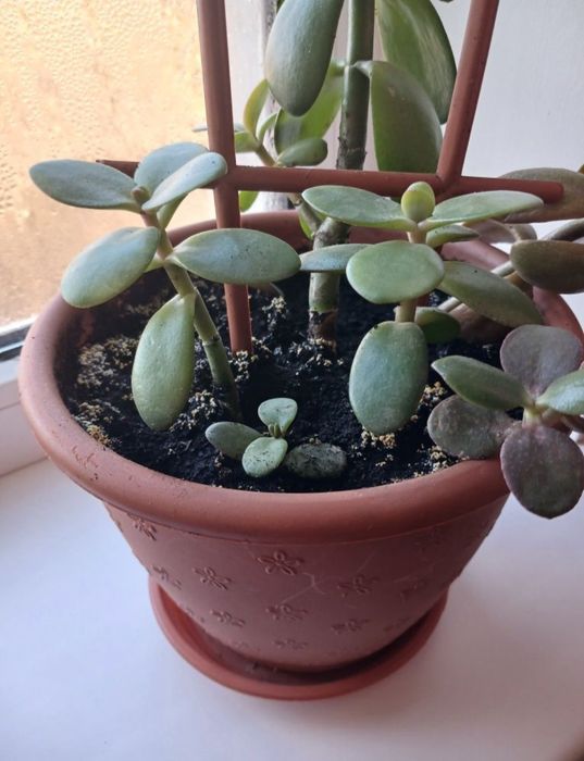 Кімнатні рослини різні