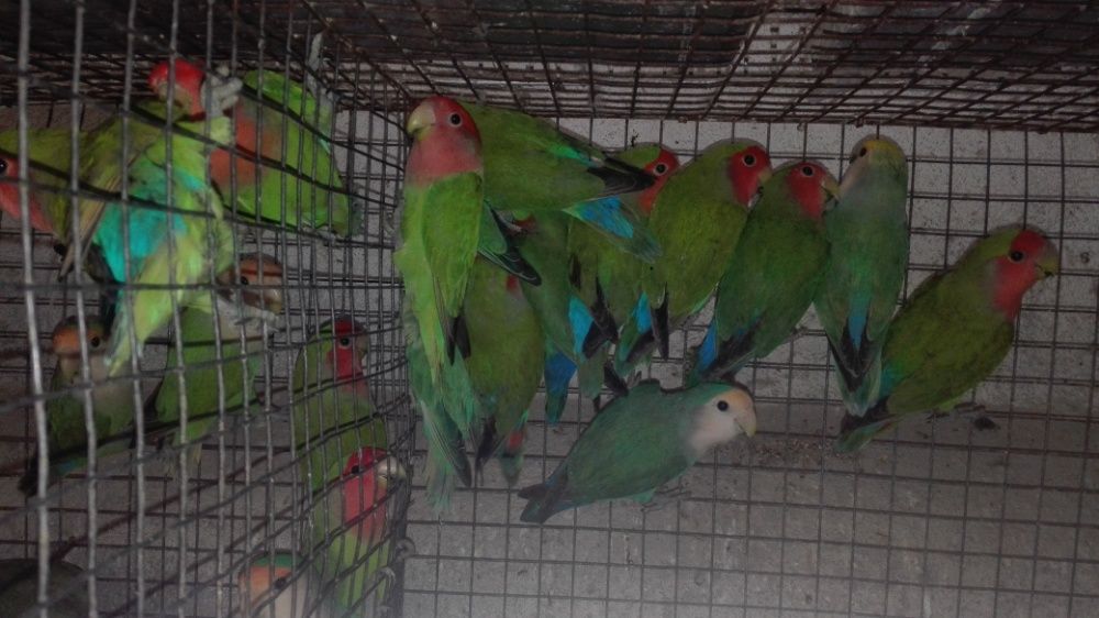 Roseicollis domésticados /Agraponis selvagem