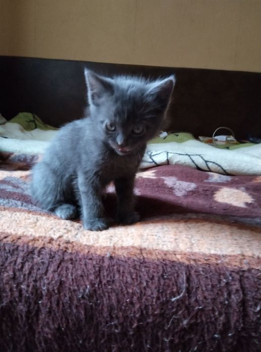 Отдам серого котенка, метис британца, девочка, мальчик, 1,5 месяца