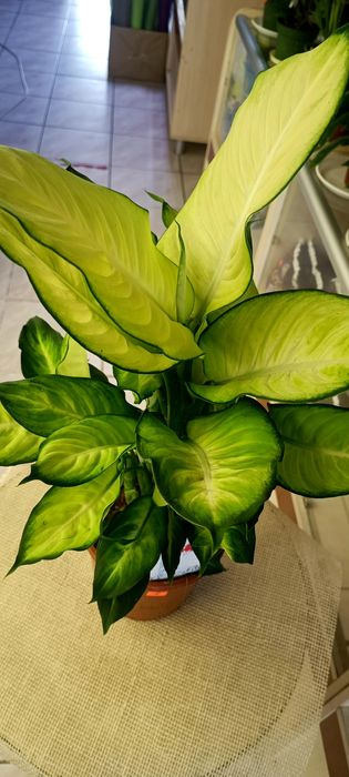 Дифенбахія велика рослина висотою 62 см2 см