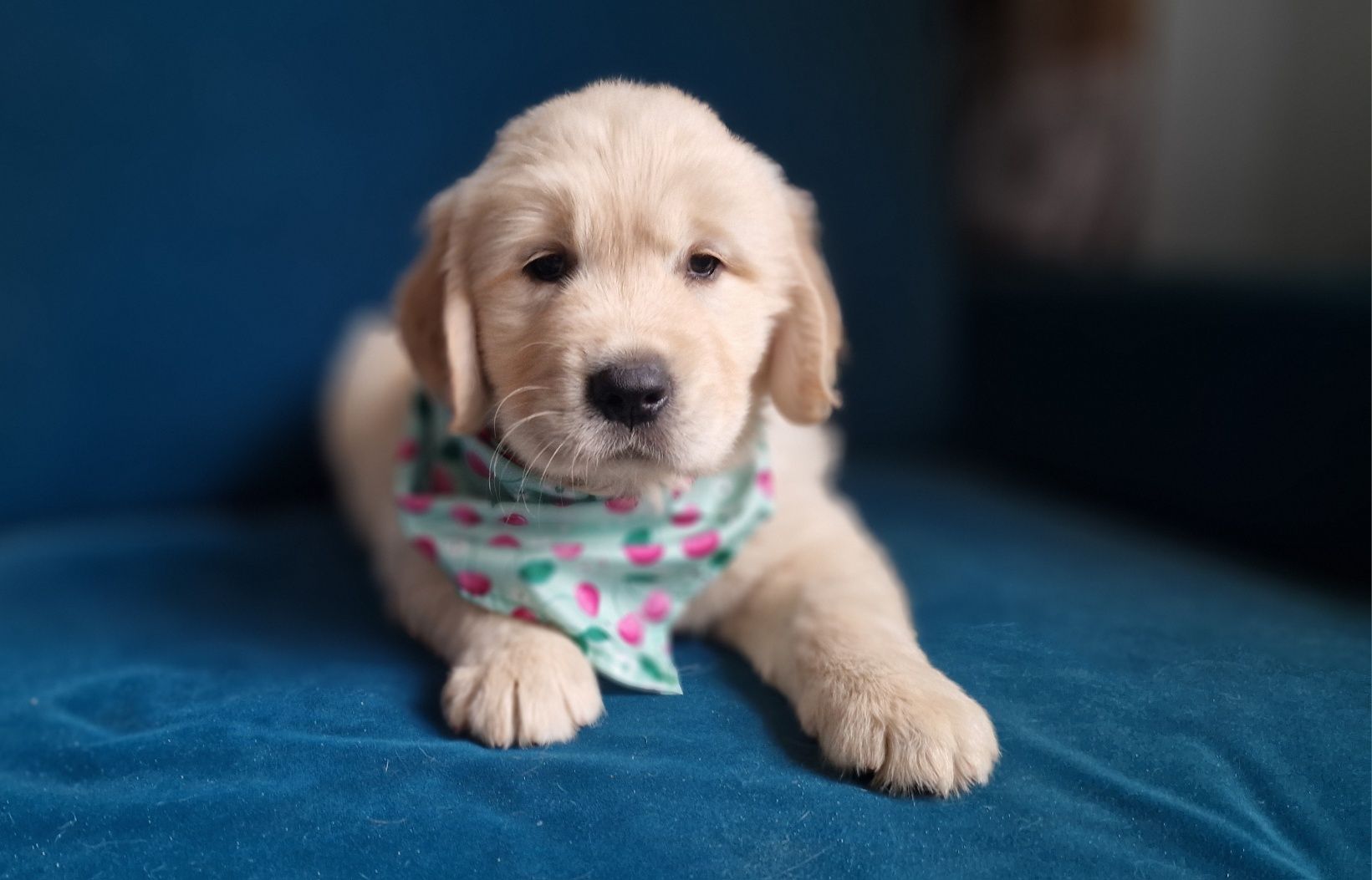 Golden Retriever FCI