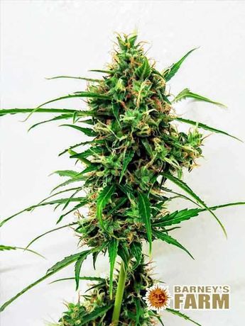 Nasiona marihuany Critical Kush Auto / Barney’s Farm 5 szt. SUPER CENA
