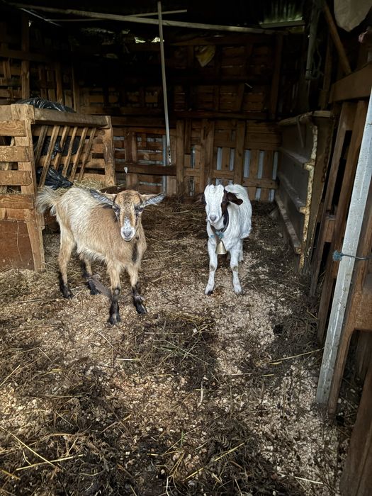 Vendo cabritas novas