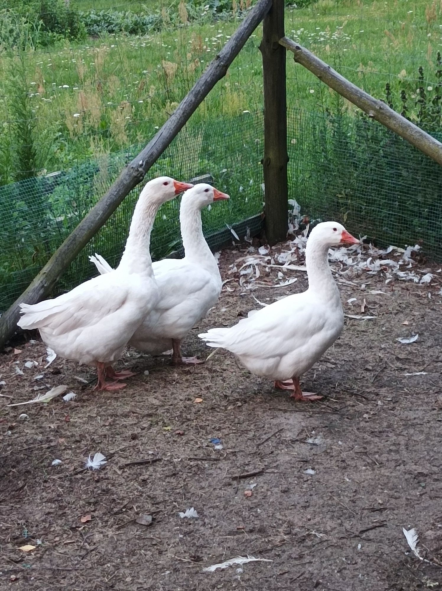 Gęsi białe owsiane 2+1 kaczki francuskie 2+1